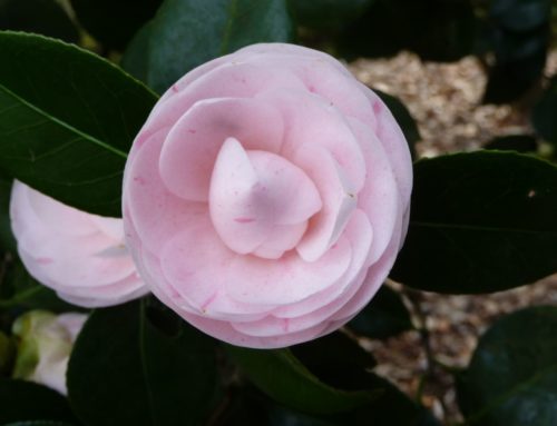 Camélias