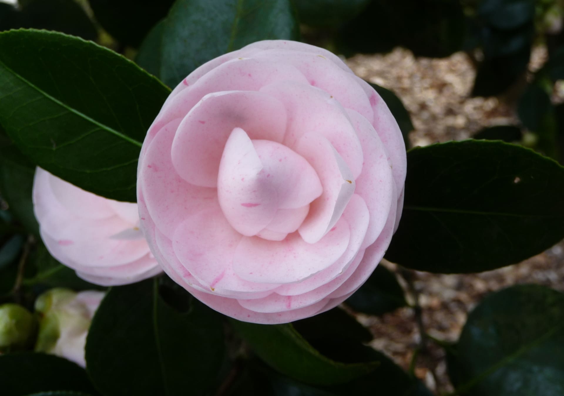 DOMAINE DES ROCHETTES Pepinier Nantes PHOTOS CAMELLIAS 6