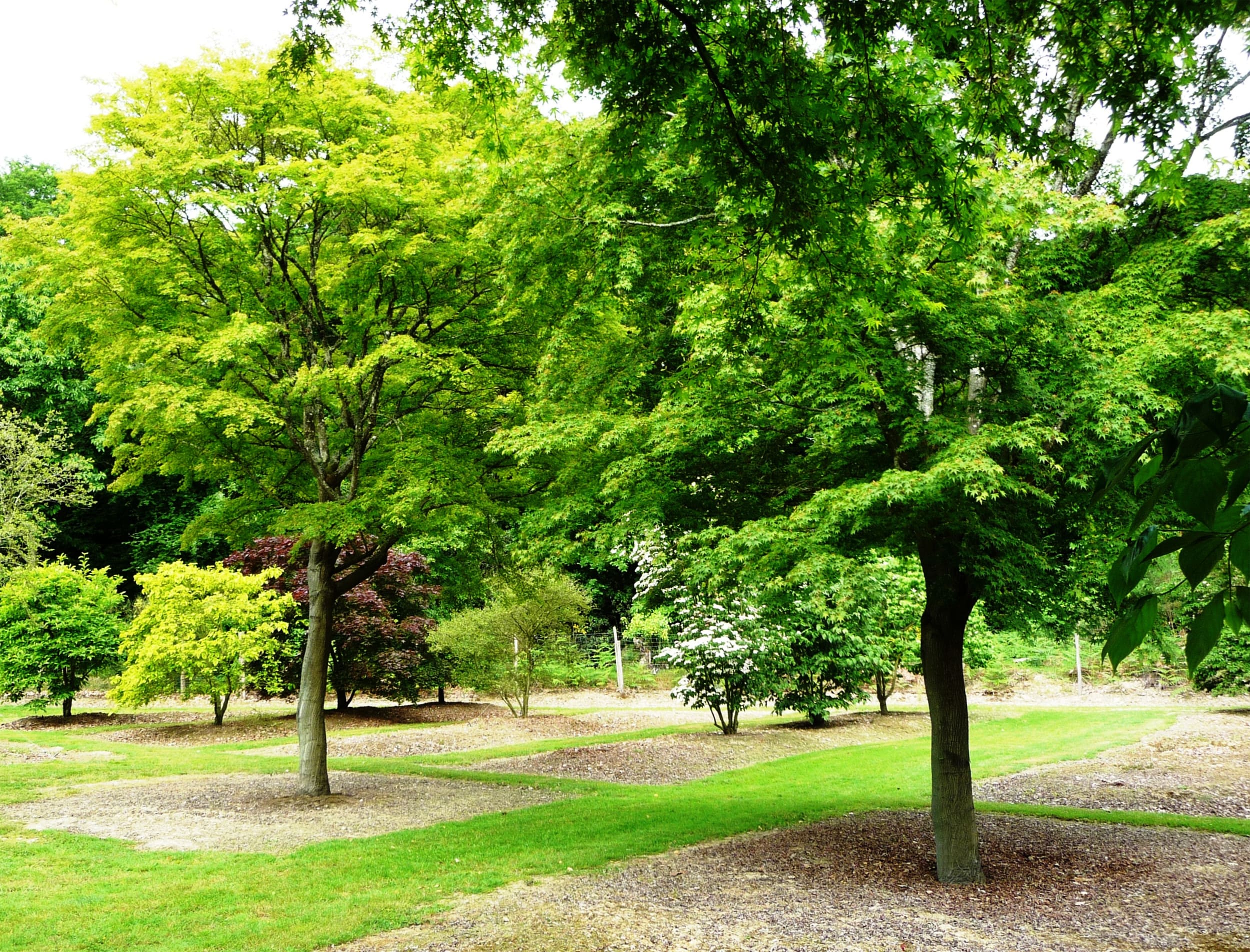 DOMAINE DES ROCHETTES Pepinier Nantes Erables Du Japon 8