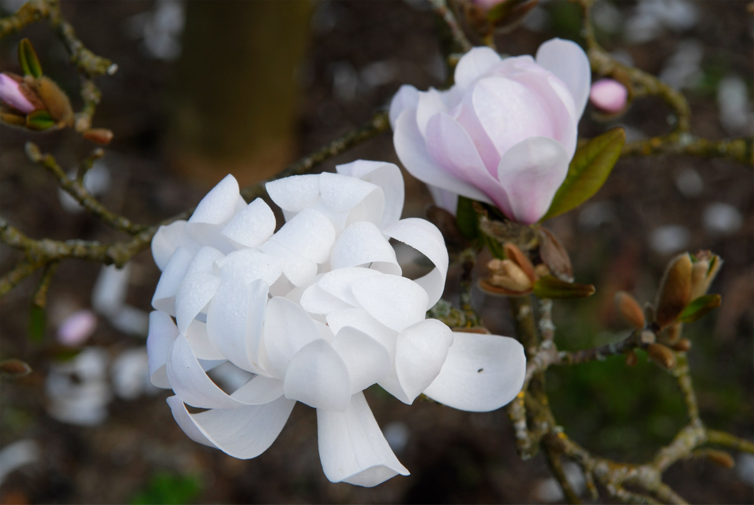 DOMAINE DES ROCHETTES Pepinier Nantes Magnolias 11