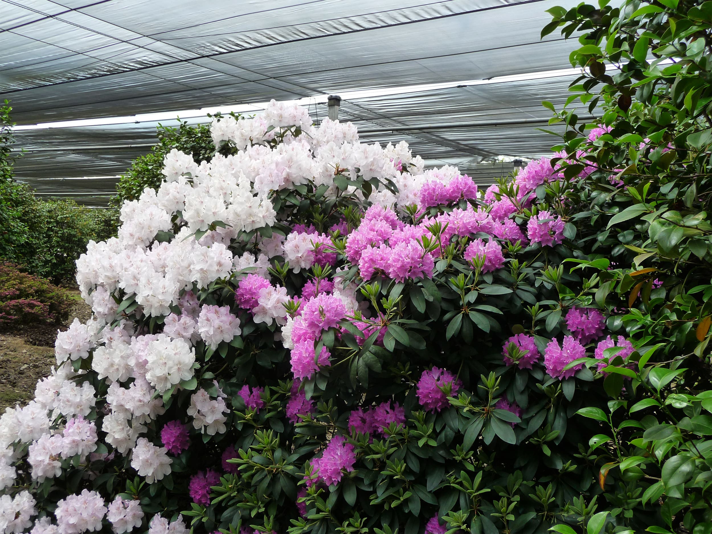 DOMAINE DES ROCHETTES Pepinier Nantes Rhododendrons 6