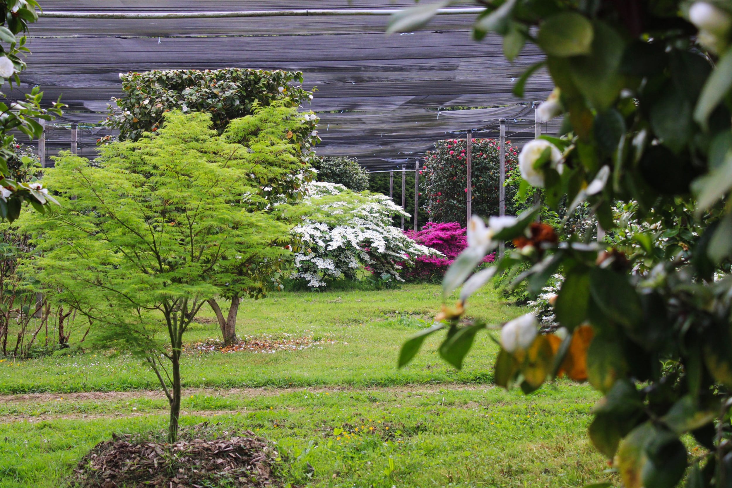 DOMAINE DES ROCHETTES Pepinier Nantes Viburnum 3