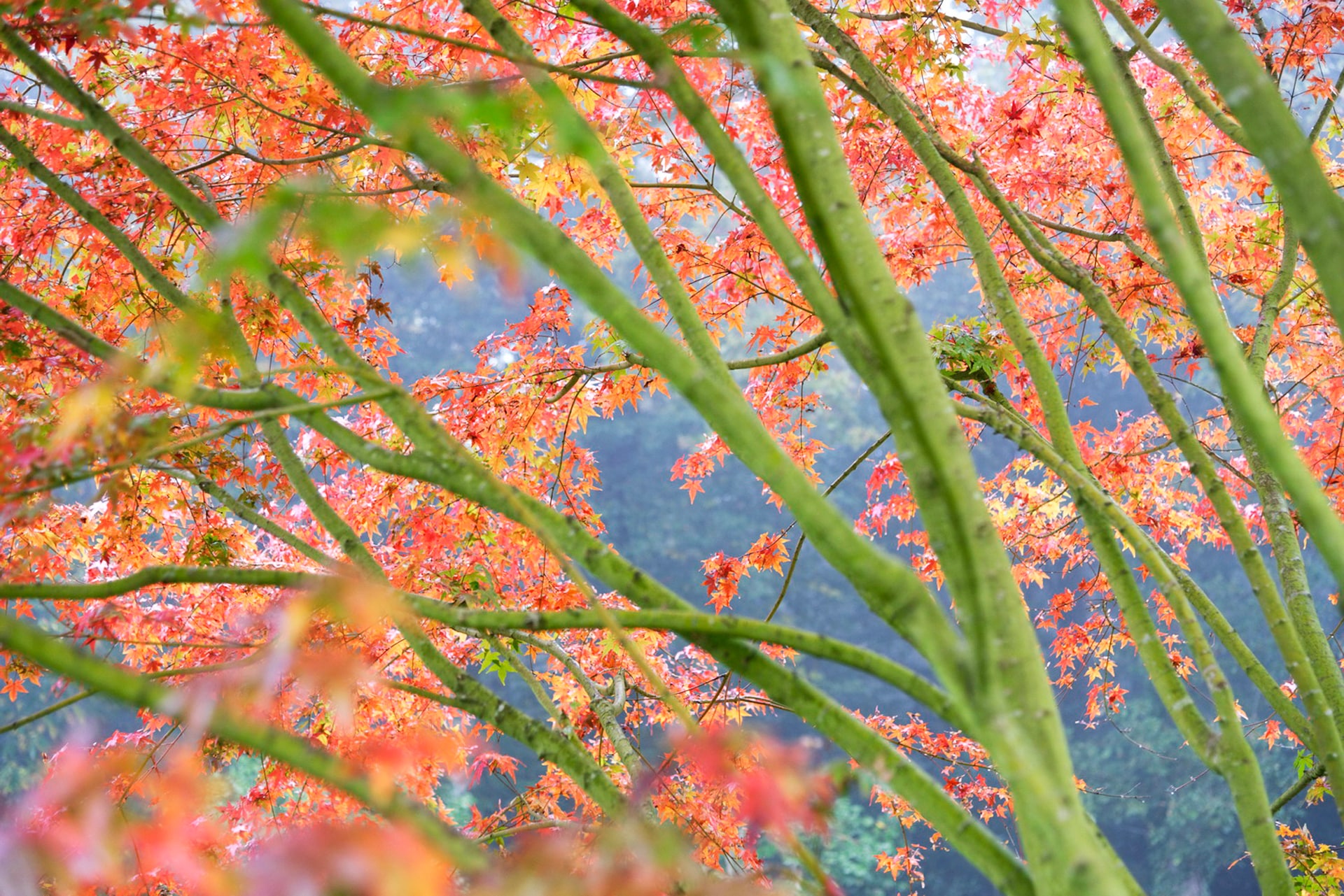 DOMAINE DES ROCHETTES Pepinier Nantes Couleurs D039automne 4