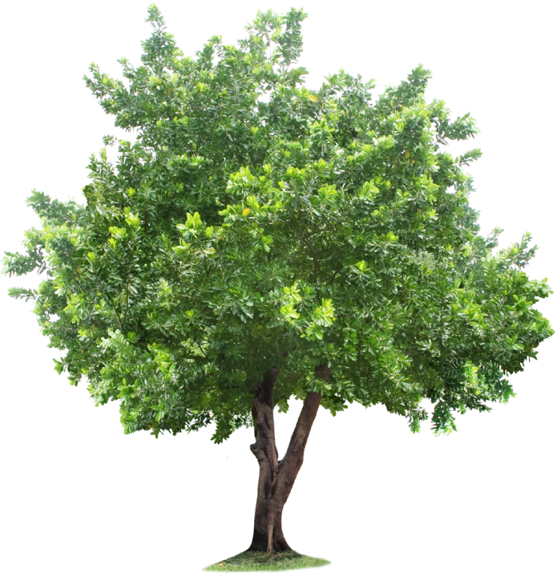 Domaine Des Rochettes Pepiniere A Nantes Arbre Png