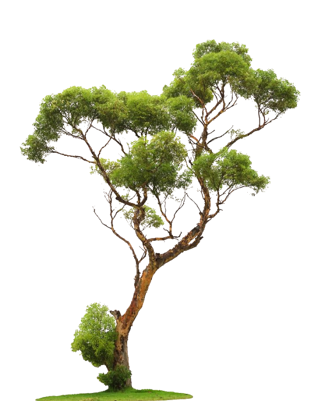 Domaine Des Rochettes Pepiniere A Nantes Tree Png