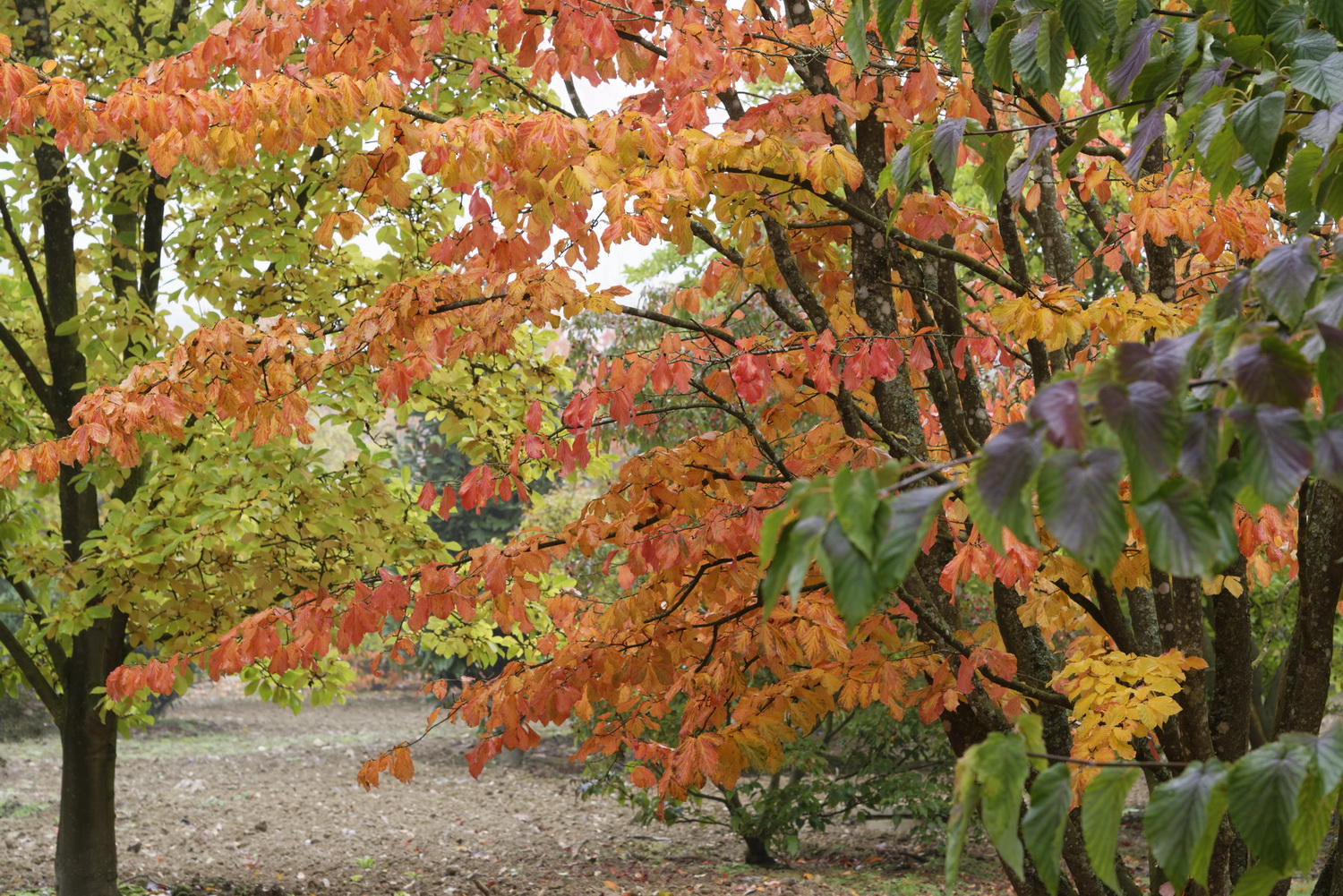 Domaine Des Rochettes S° Nicolas S° Nico Bs DefDomaine Des Rochettes © Laurence De Terline Domaine Des Rochettes S° Nicolas S° Nico Bs DefDomaine Des Rochettes © Laurence De Terline