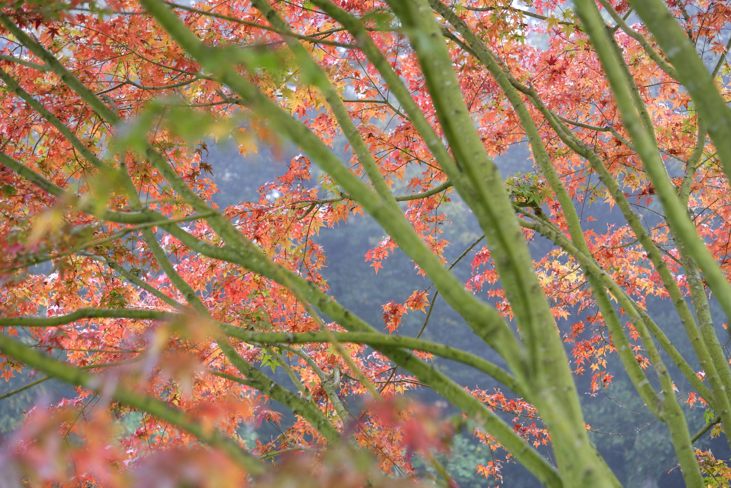 Erables Domaine Des Rochettes BsDef © Laurence De TerlineErables Domaine Des Rochettes © Laurence De Terline Erables Domaine Des Rochettes BsDef © Laurence De TerlineErables Domaine Des Rochettes © Laurence De Terline