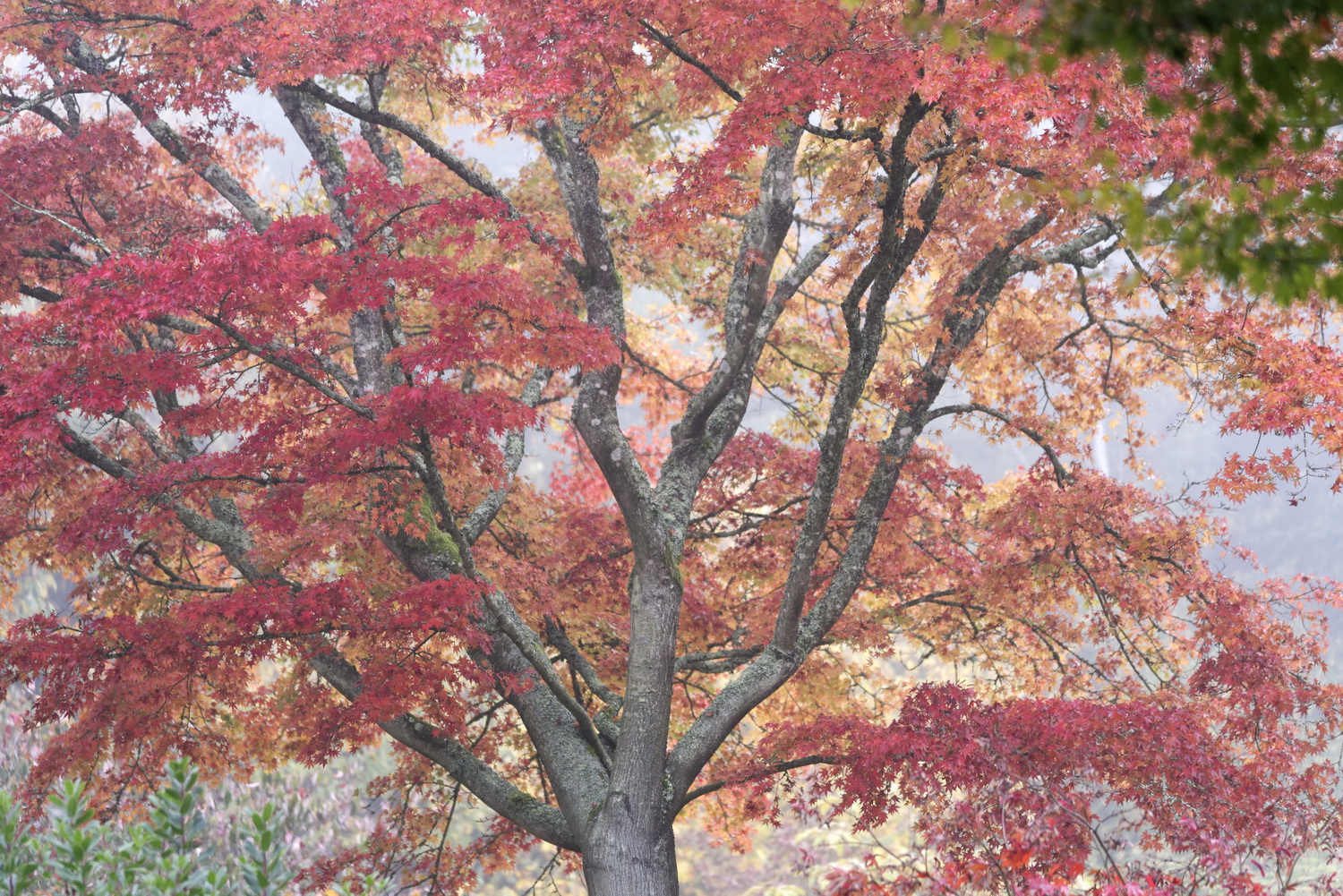 Erables Domaine Des Rochettes BsDef © Laurence De TerlineErables Domaine Des Rochettes © Laurence De Terline Erables Domaine Des Rochettes BsDef © Laurence De TerlineErables Domaine Des Rochettes © Laurence De Terline
