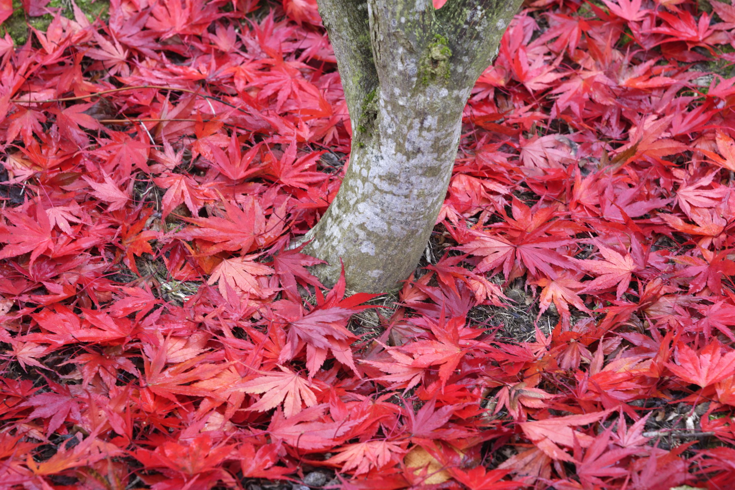 Erables Domaine Des Rochettes BsDef © Laurence De TerlineErables Domaine Des Rochettes © Laurence De Terline Erables Domaine Des Rochettes BsDef © Laurence De TerlineErables Domaine Des Rochettes © Laurence De Terline