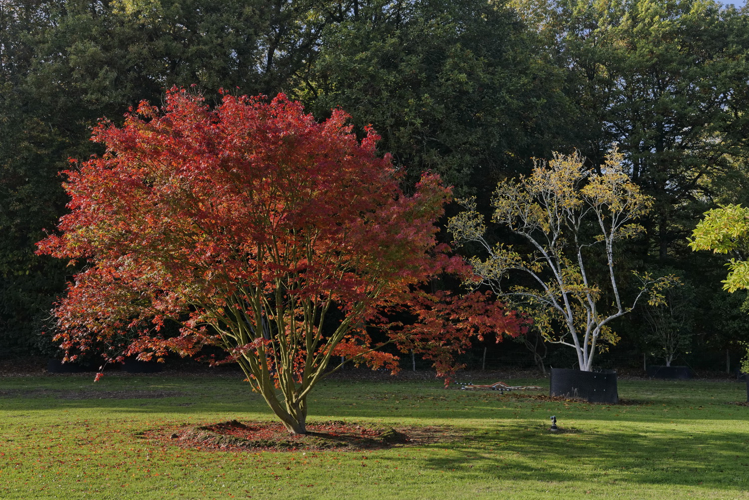 Erables Domaine Des Rochettes BsDef © Laurence De TerlineErables Domaine Des Rochettes © Laurence De Terline Erables Domaine Des Rochettes BsDef © Laurence De TerlineErables Domaine Des Rochettes © Laurence De Terline
