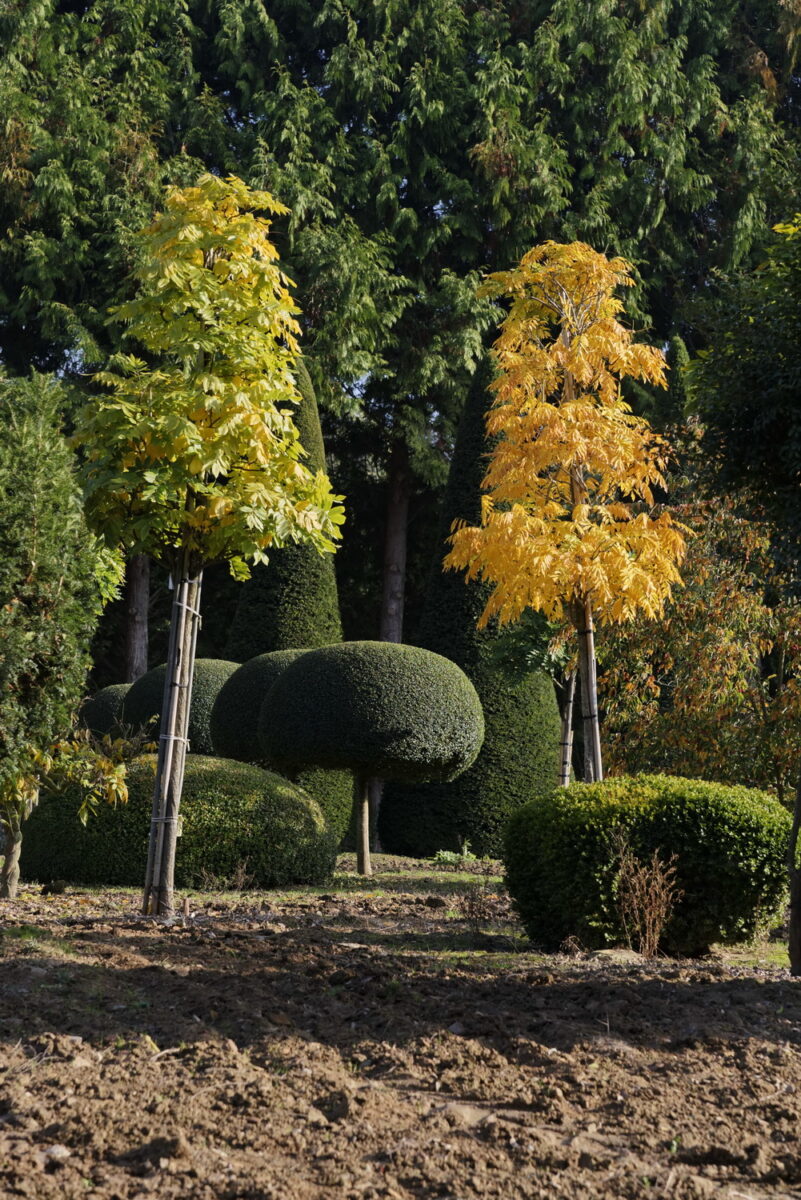 Glycines Domaine Des Rochettes © Laurence De Terline Glycines Domaine Des Rochettes © Laurence De Terline