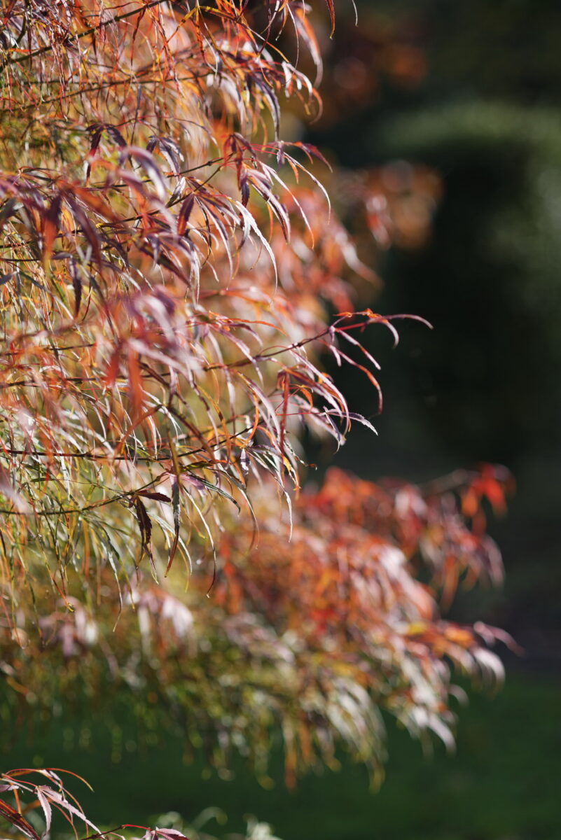 Erables Domaine Des Rochettes BsDef © Laurence De TerlineErables Domaine Des Rochettes © Laurence De Terline Erables Domaine Des Rochettes BsDef © Laurence De TerlineErables Domaine Des Rochettes © Laurence De Terline