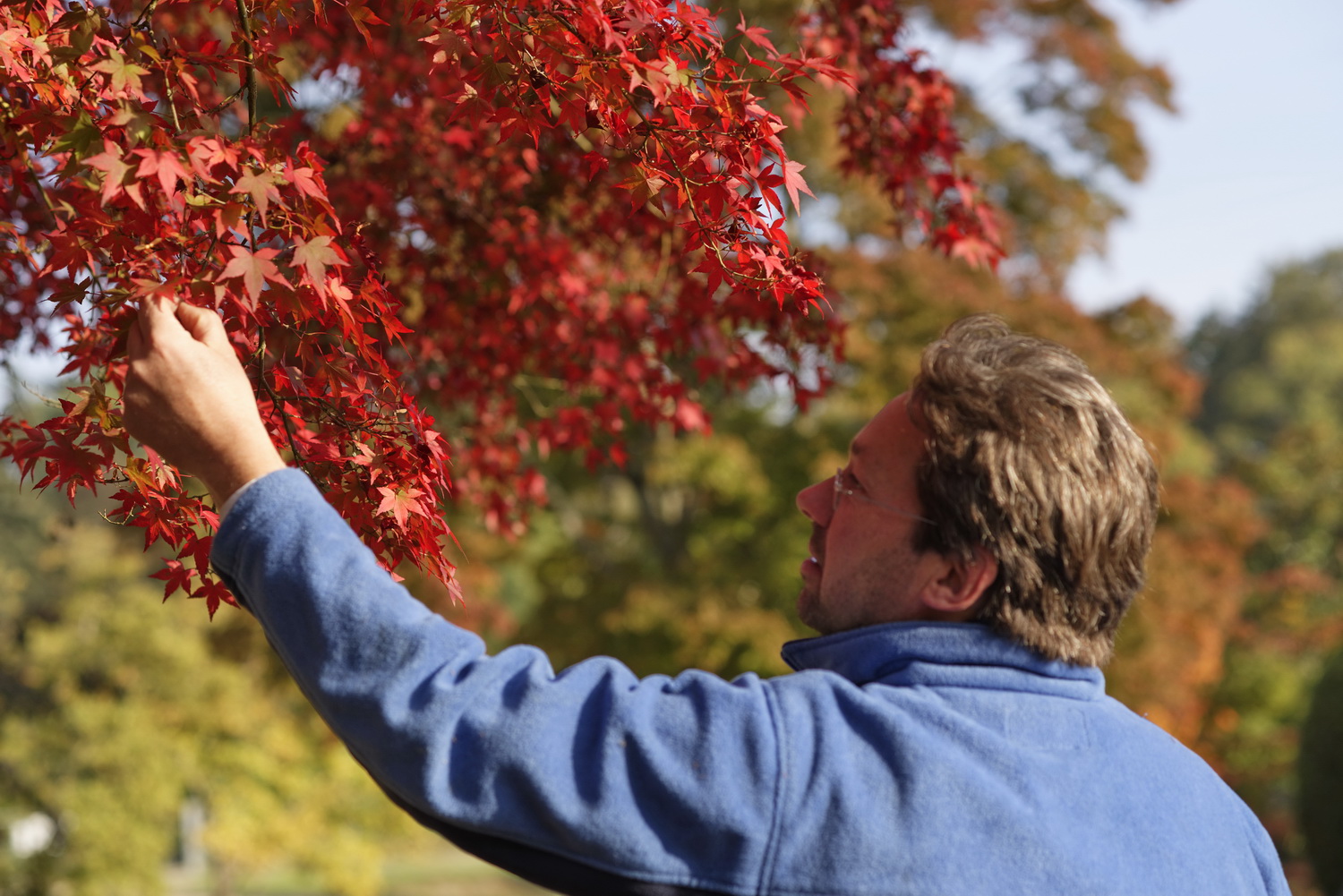 Erables Domaine Des Rochettes BsDef © Laurence De TerlineErables Domaine Des Rochettes © Laurence De Terline Erables Domaine Des Rochettes BsDef © Laurence De TerlineErables Domaine Des Rochettes © Laurence De Terline