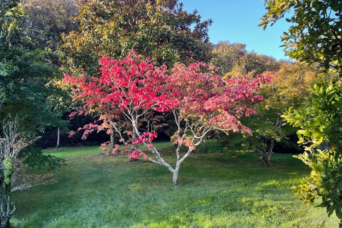 Domaine Des Rochettes Pepiniere A Nantes APGS20