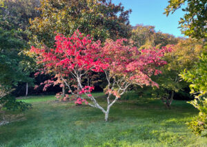 Domaine Des Rochettes Pepiniere A Nantes APNS1ACONIT5