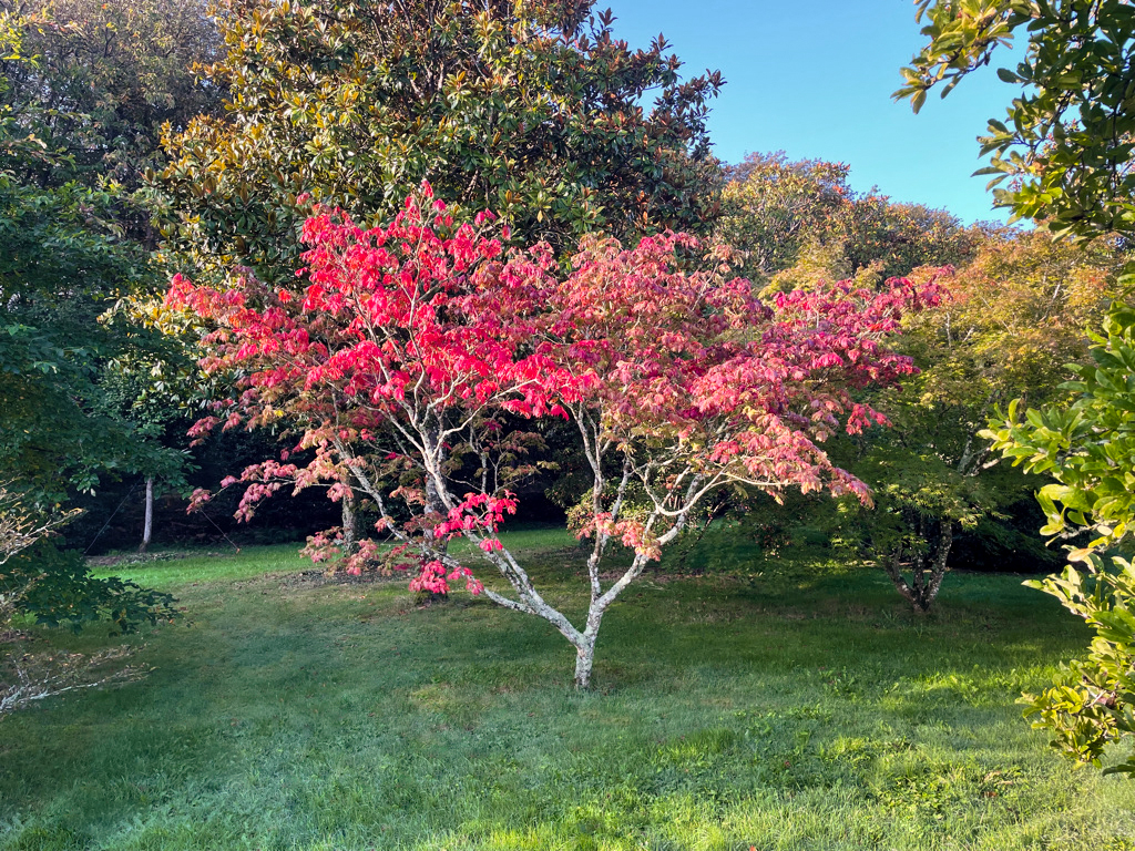 Domaine Des Rochettes Pepiniere A Nantes APNS1ACONIT5 Domaine Des Rochettes Pepiniere A Nantes APNS1ACONIT5