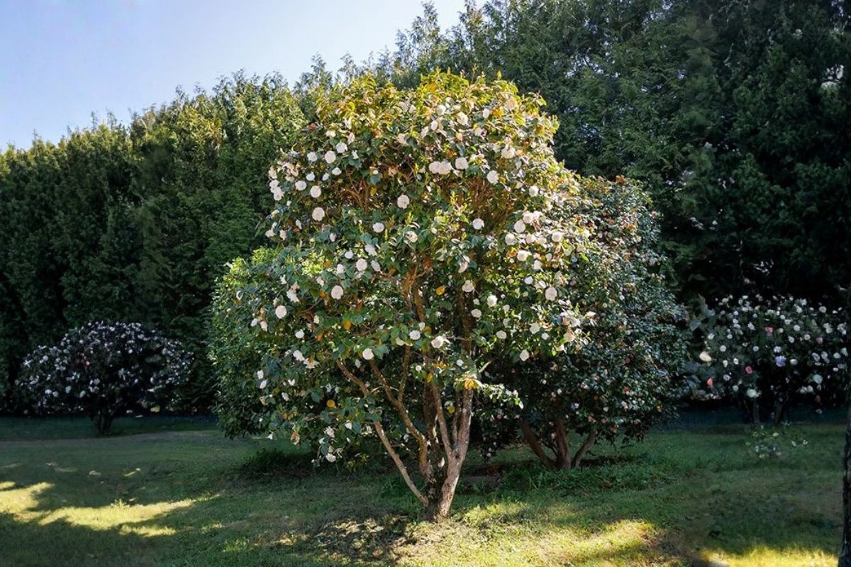 Domaine Des Rochettes Pepiniere A Nantes Domaine Des Rochettes Pepiniere A Nantes GOA03MCB1