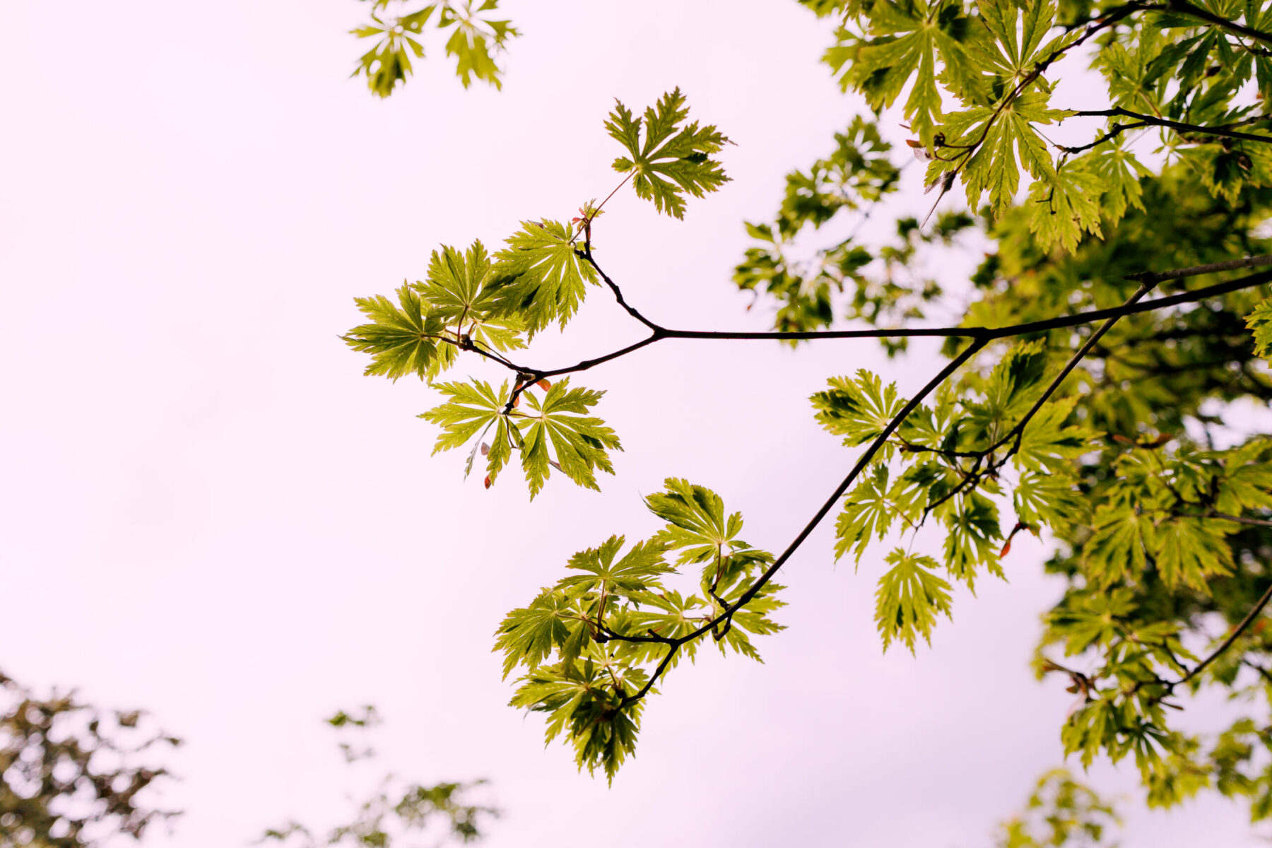 Domaine Des Rochettes Pepiniere A Nantes FKS 2472