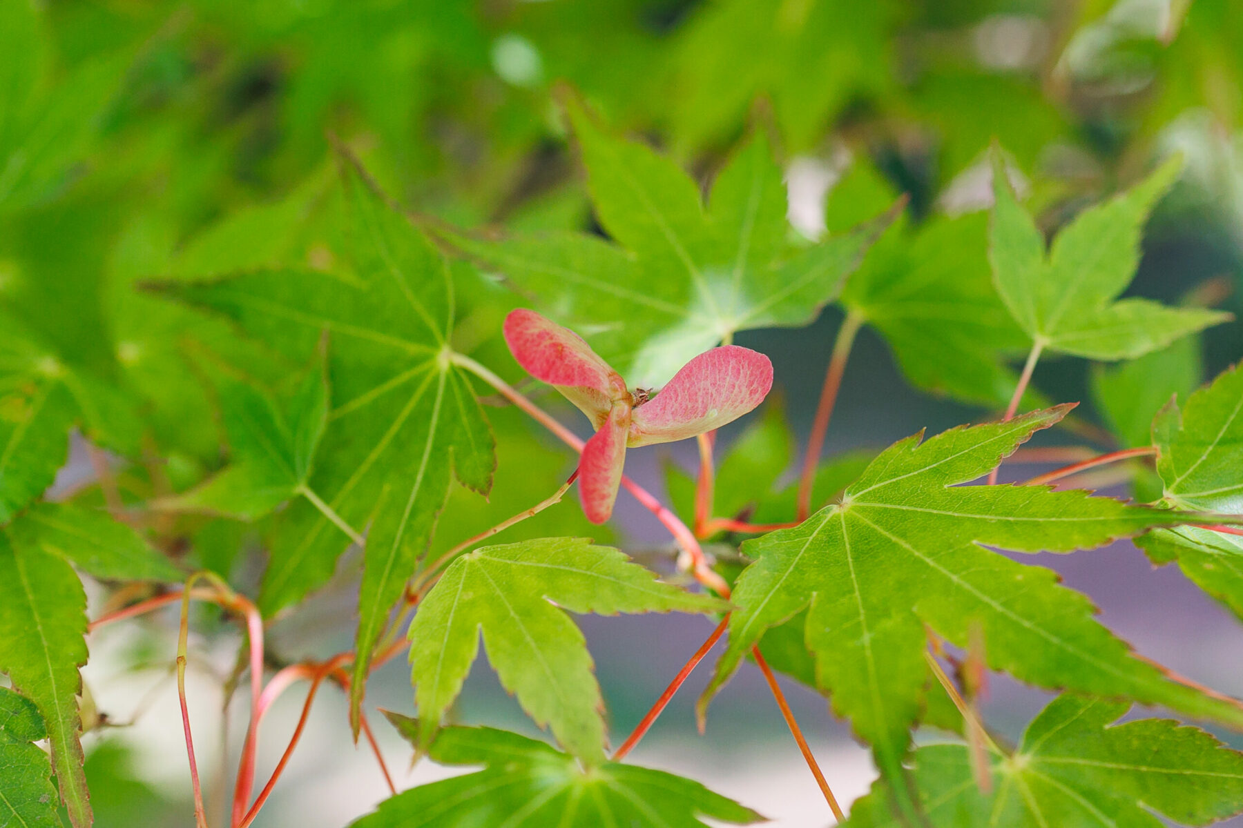 Domaine Des Rochettes Pepiniere A Nantes FKS 5433