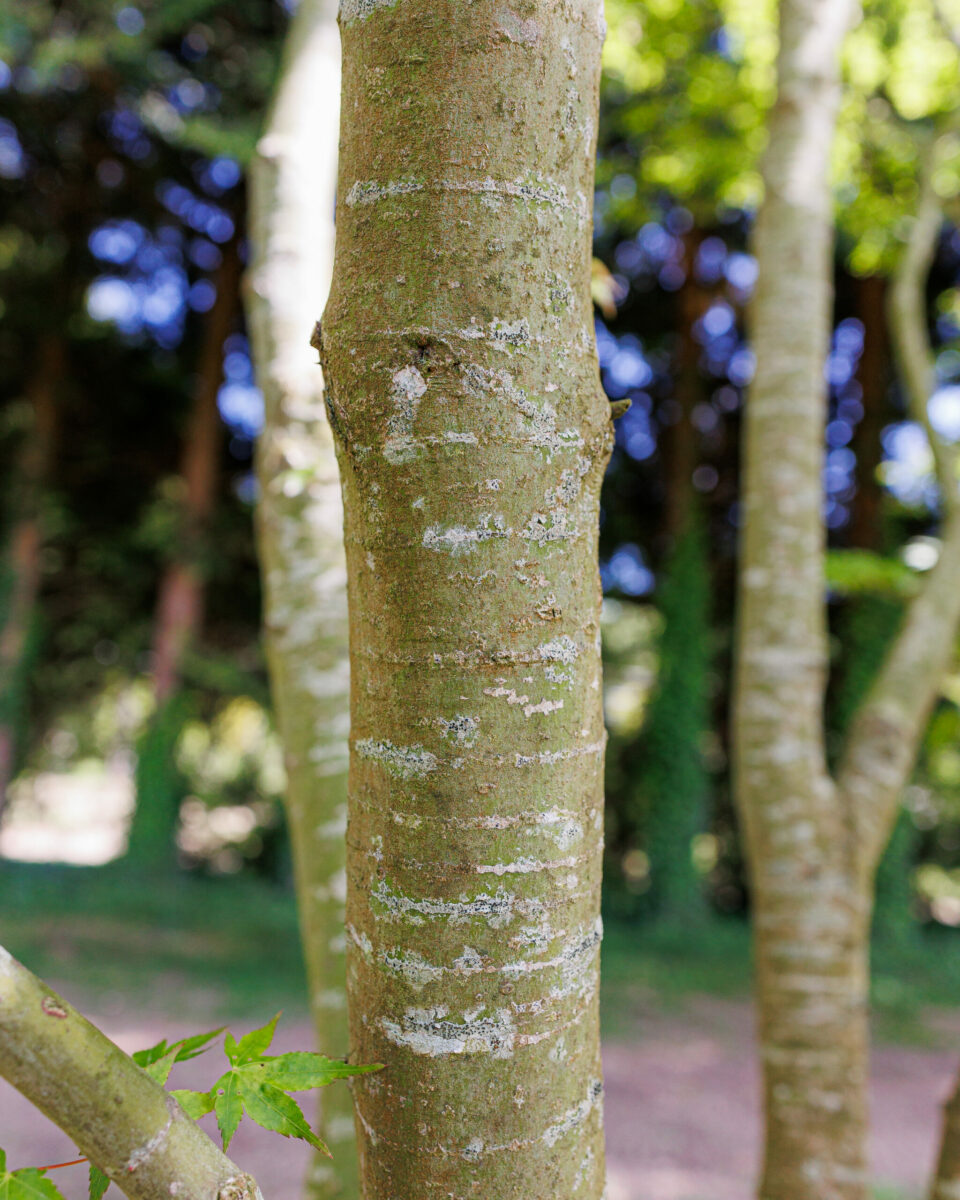 Domaine Des Rochettes Pepiniere A Nantes FKS 5441