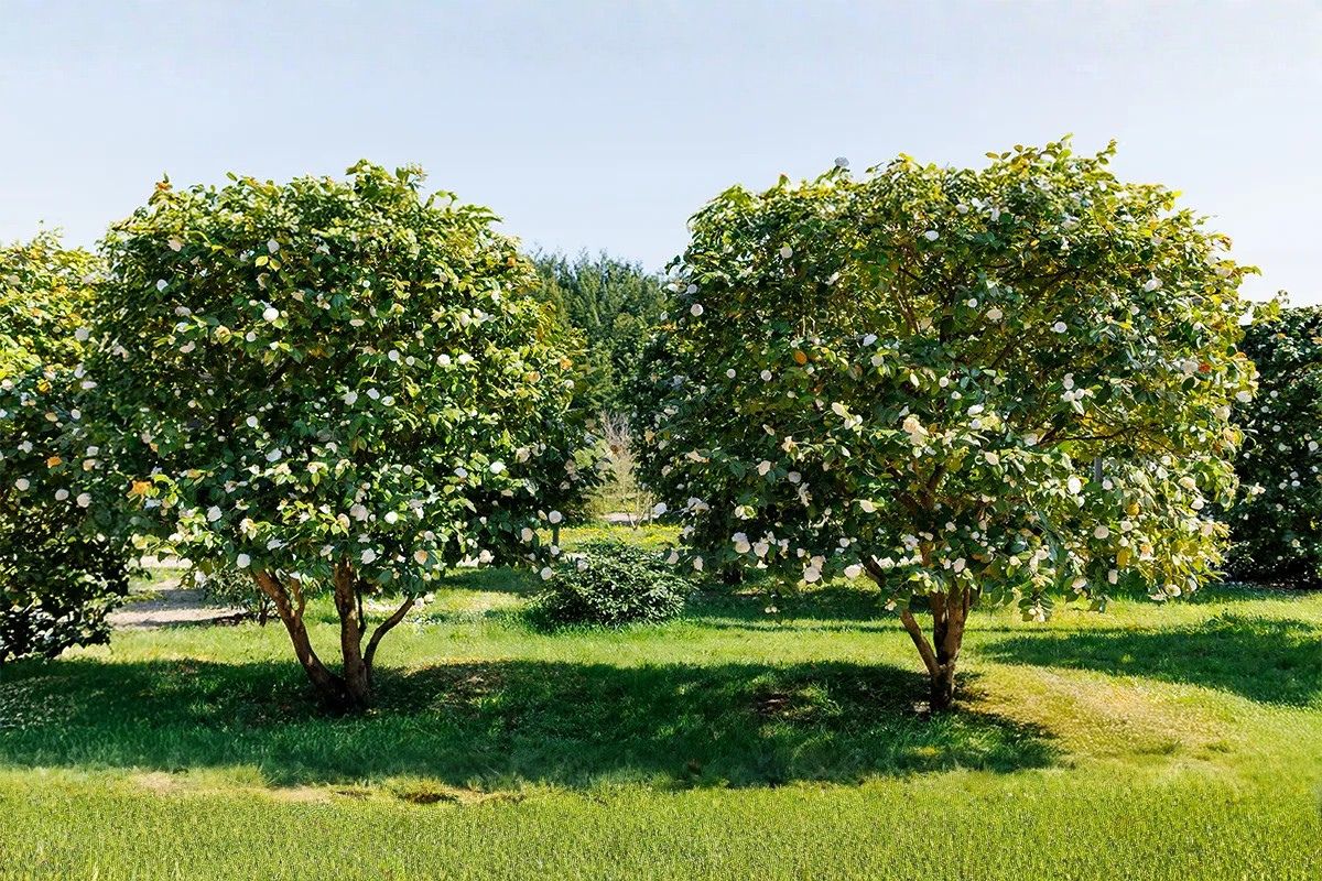 Domaine Des Rochettes Pepiniere A Nantes GOD01MATPAIR