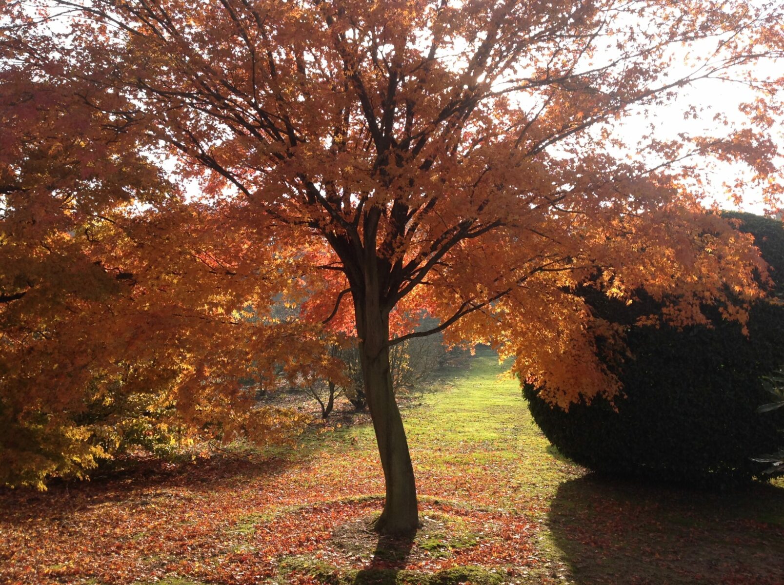 Domaine Des Rochettes Pepiniere A Nantes IMG 0599 Domaine Des Rochettes Pepiniere A Nantes IMG 0599