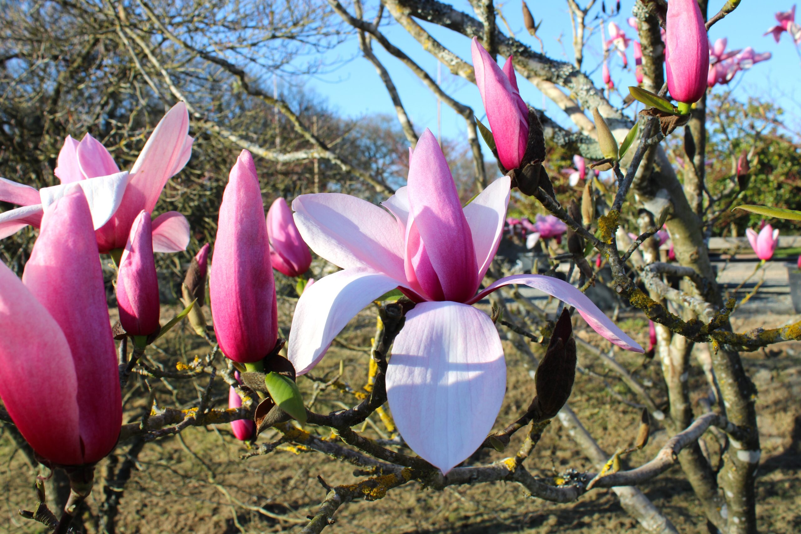 Domaine Des Rochettes Pepiniere A Nantes IMG 3624