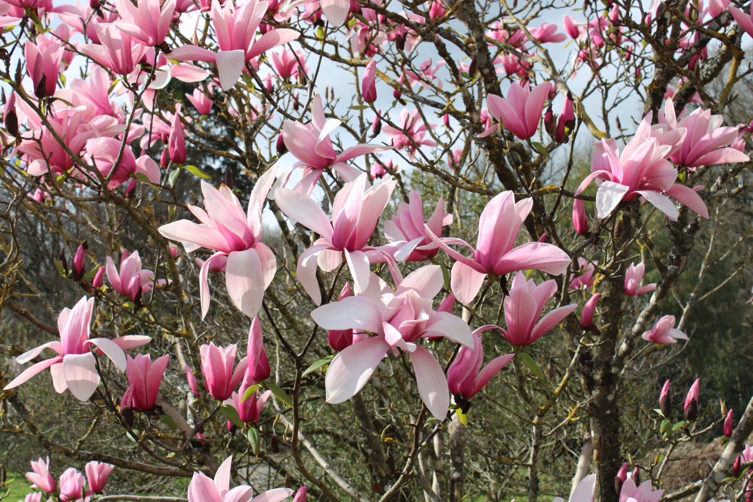 Domaine Des Rochettes Pepiniere A Nantes IMG 3634