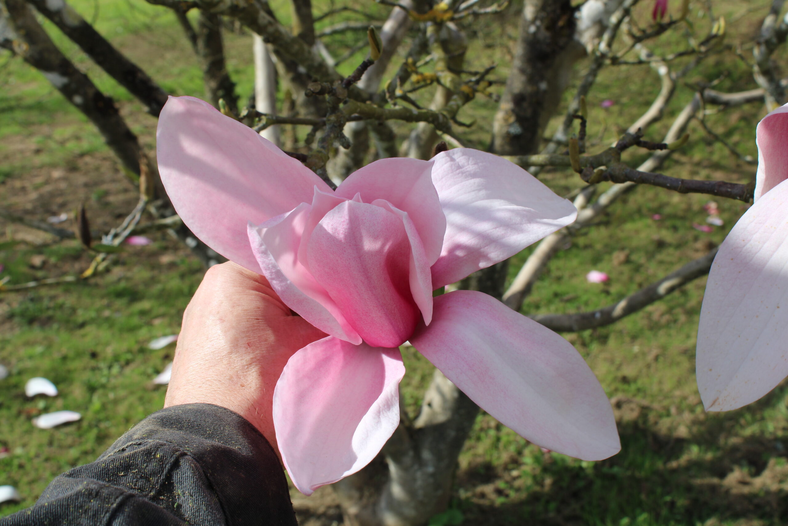 Domaine Des Rochettes Pepiniere A Nantes IMG 3636