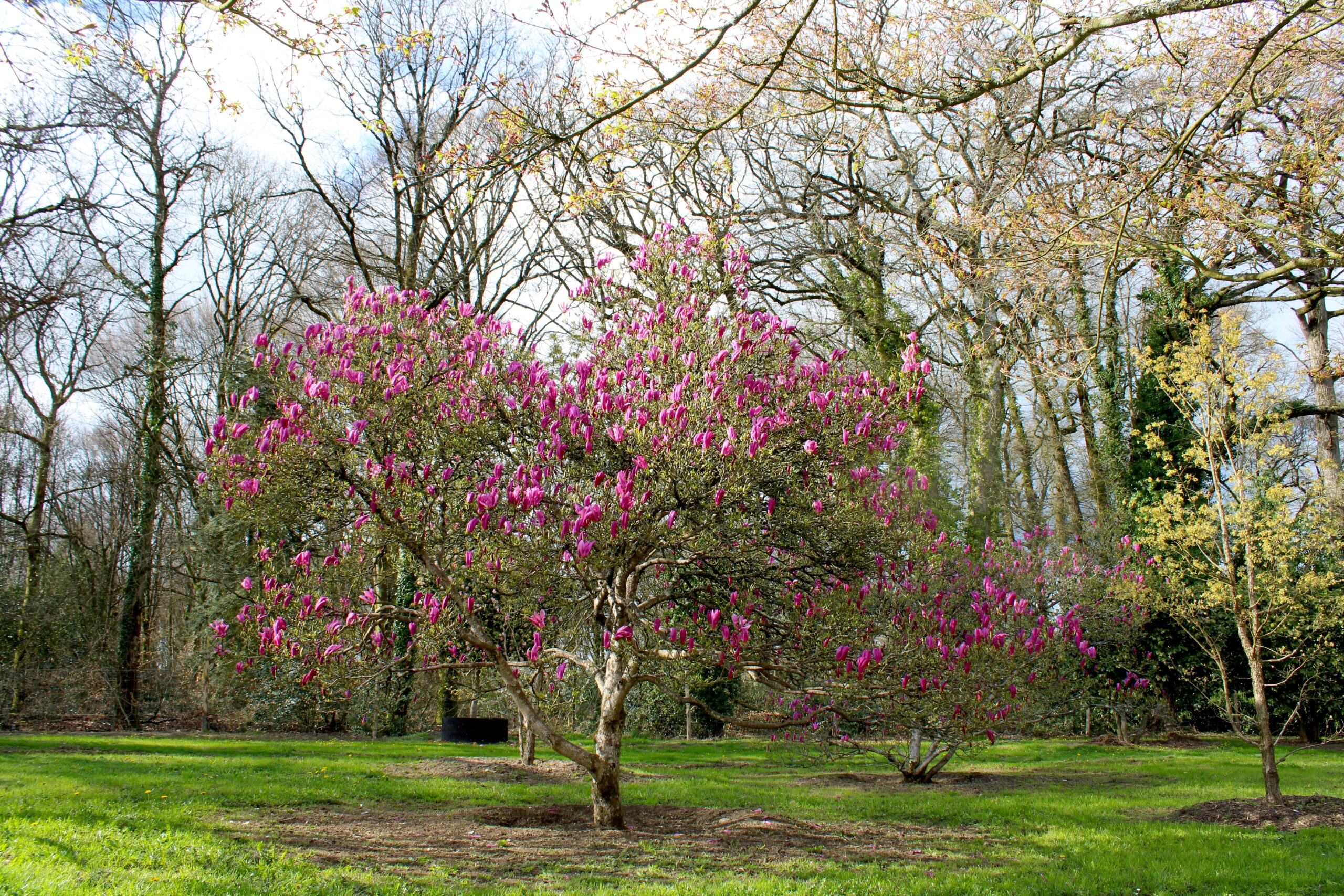 Domaine Des Rochettes Pepiniere A Nantes IMG 3646