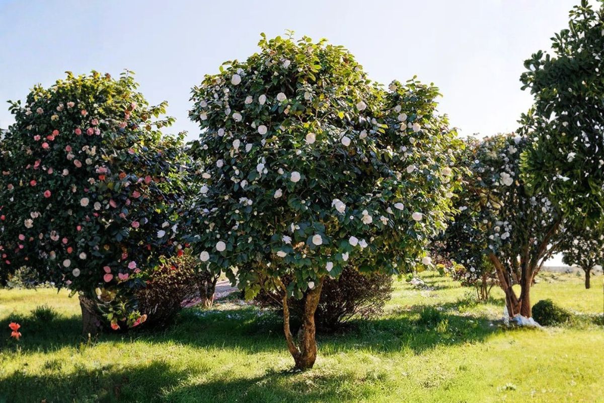 Domaine Des Rochettes Pepiniere A Nantes NOC04MAT1