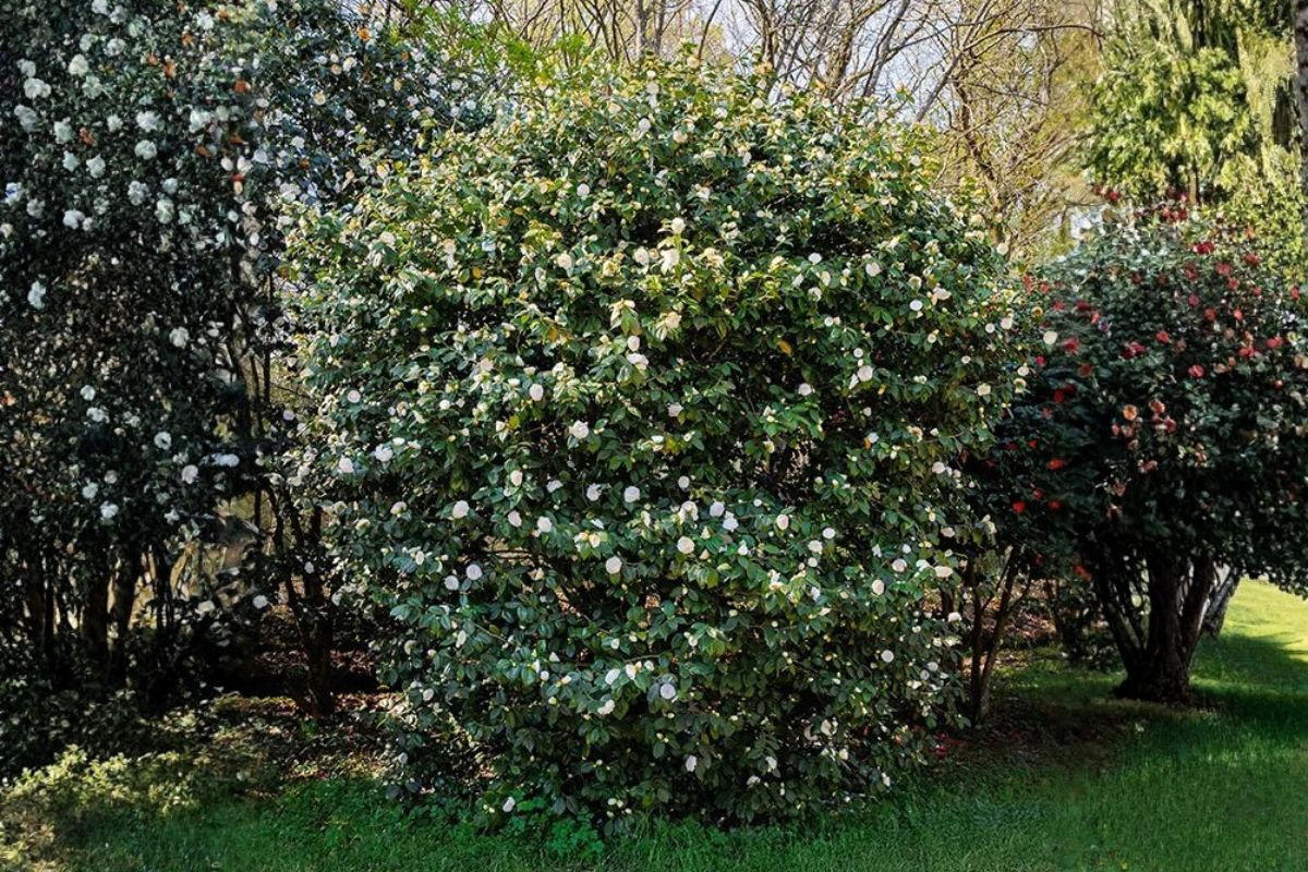 Domaine Des Rochettes Pepiniere A Nantes NS605MAT1