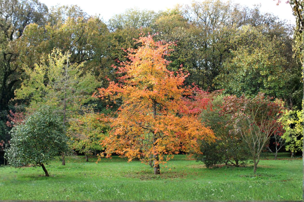 Domaine Des Rochettes Pepiniere A Nantes NYSSASNS101