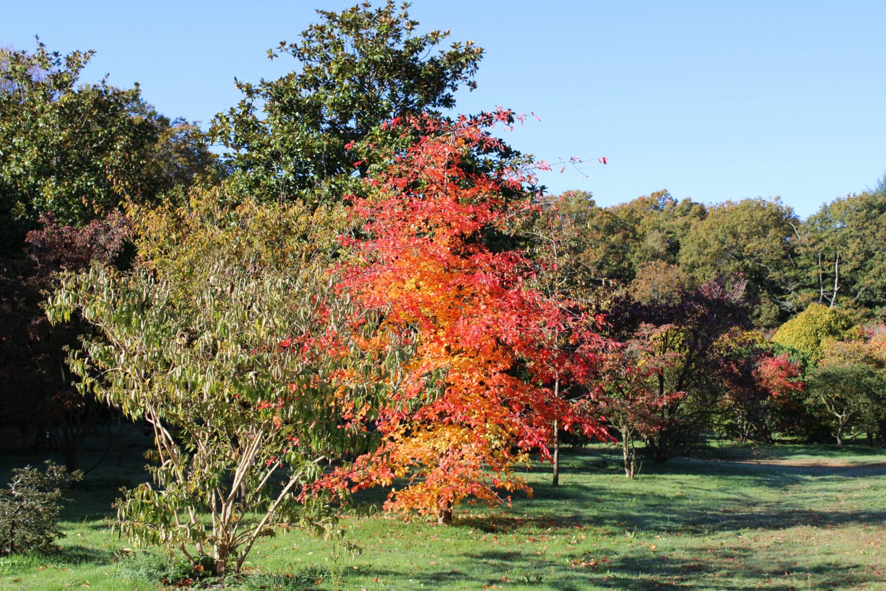 Domaine Des Rochettes Pepiniere A Nantes NYSSASNS1021 Domaine Des Rochettes Pepiniere A Nantes NYSSASNS1021