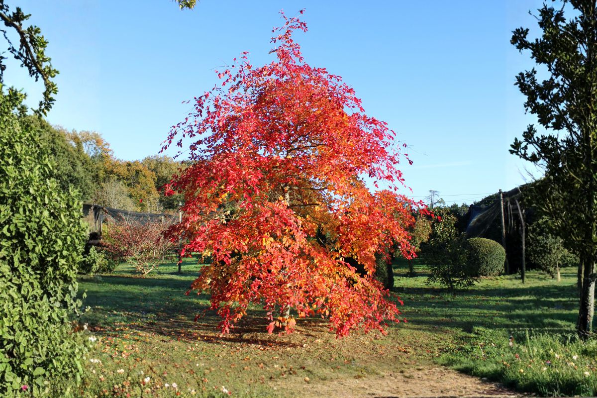 Domaine Des Rochettes Pepiniere A Nantes NYSSASNS202