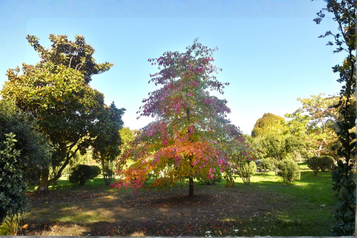 Domaine Des Rochettes Pepiniere A Nantes NYSSASNS301