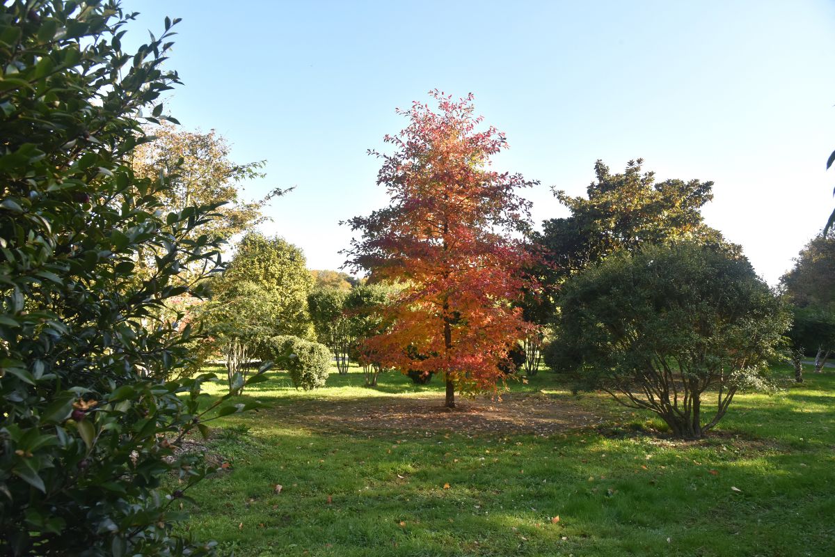 Domaine Des Rochettes Pepiniere A Nantes NYSSASNS302