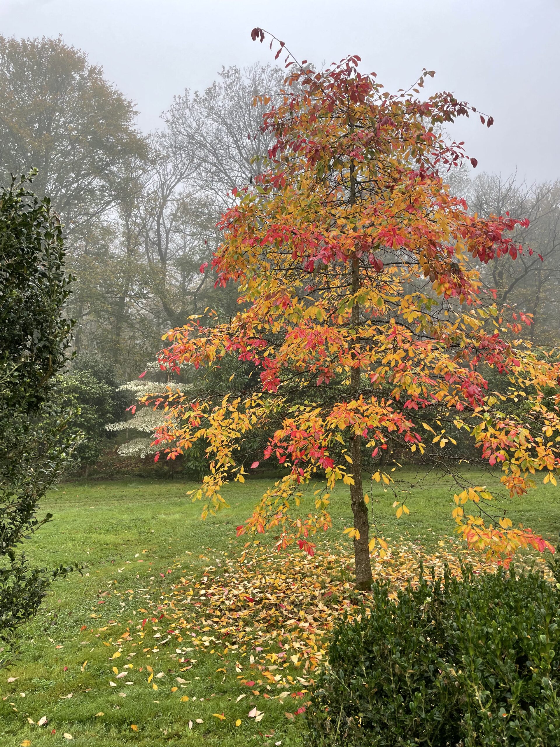 Domaine Des Rochettes Pepiniere A Nantes NYSSASNS3021 Domaine Des Rochettes Pepiniere A Nantes NYSSASNS3021