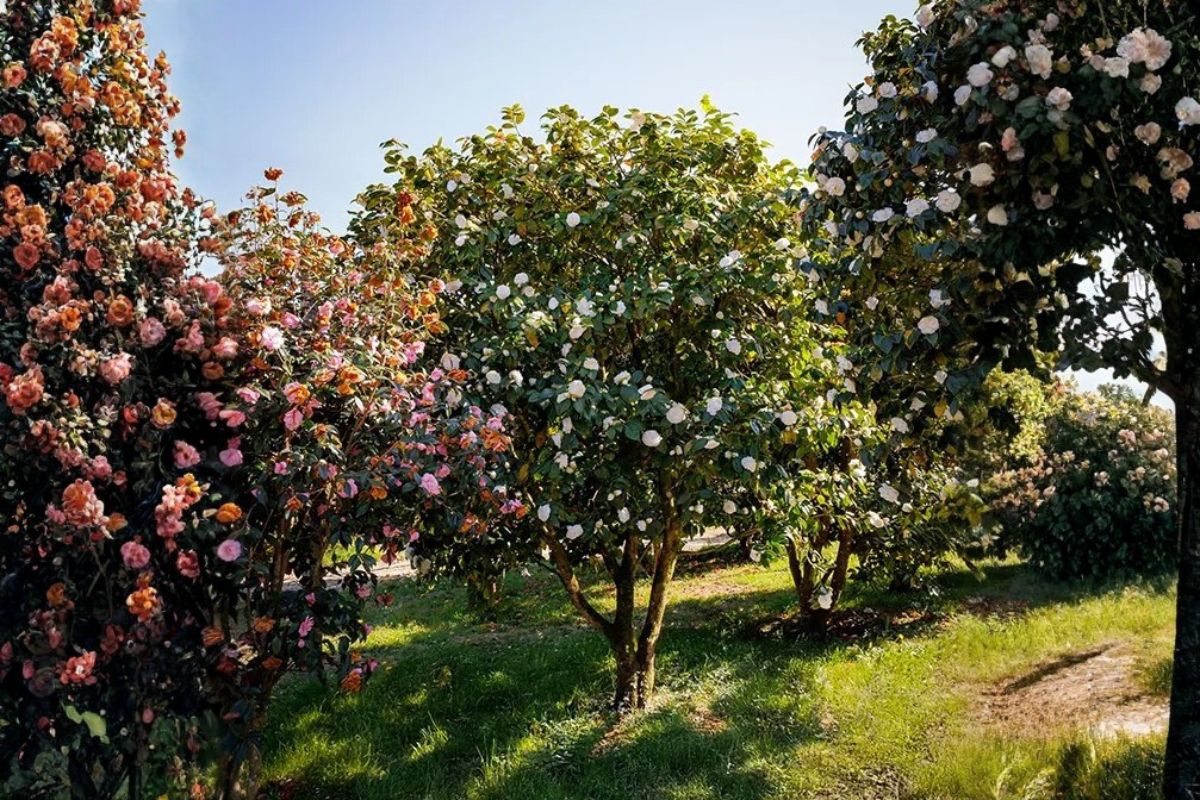 Domaine Des Rochettes Pepiniere A Nantes Domaine Des Rochettes Pepiniere A Nantes NOC01MAT1