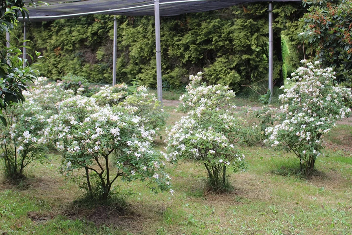 Domaine Des Rochettes Pepiniere A Nantes Domaine Des Rochettes Pepiniere A Nantes Azcviscosum1 1