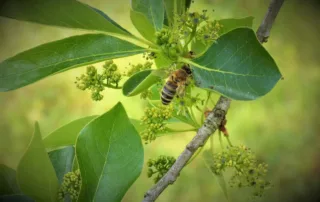 Domaine Des Rochettes Pepiniere A Nantes DOMAINE DES ROCHETTES Pepinier Nantes Topiaires 2 Scaled 1
