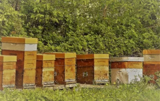 Domaine Des Rochettes Pepiniere A Nantes DOMAINE DES ROCHETTES Pepinier Nantes Uncategorized