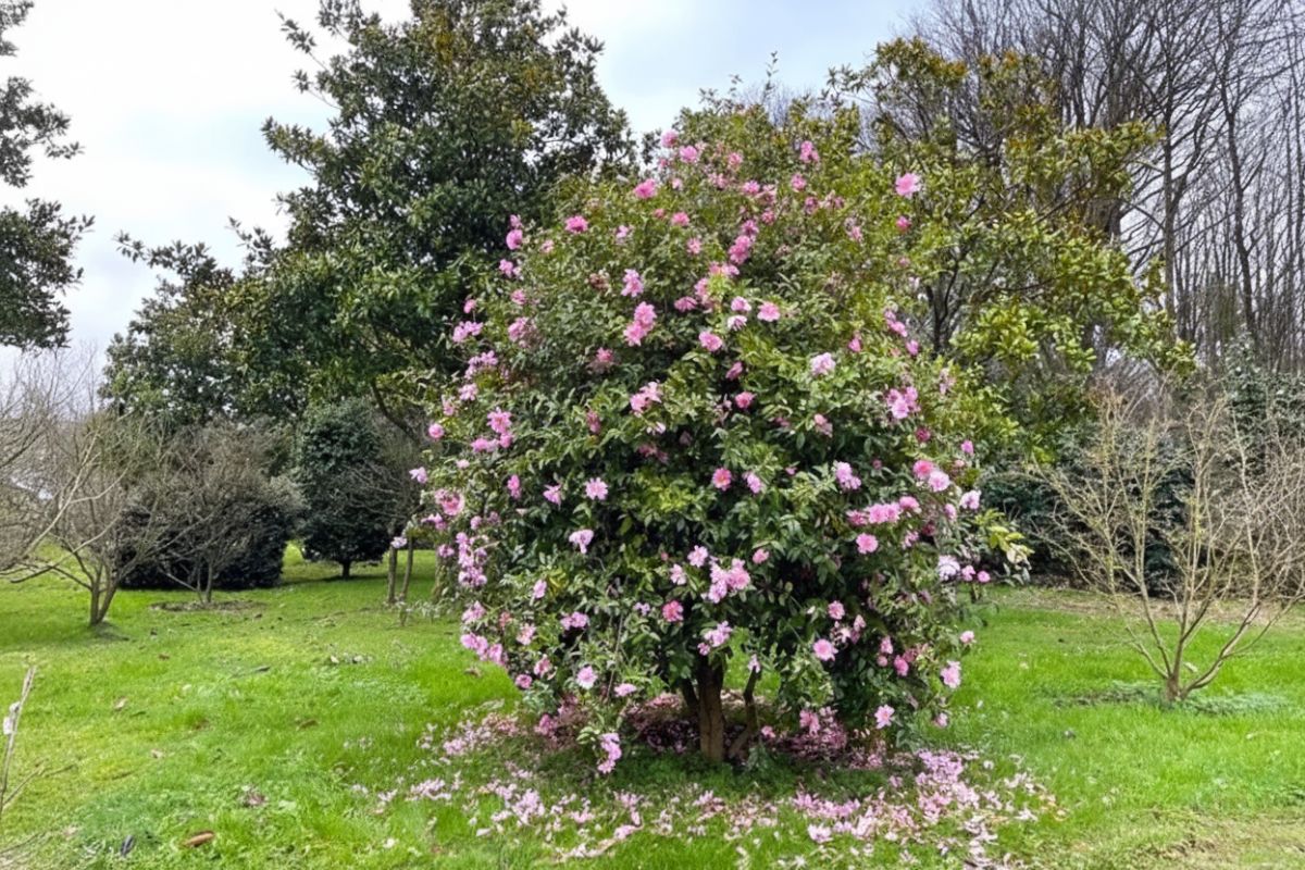 Domaine Des Rochettes Pepiniere A Nantes NS1CSSGIRL