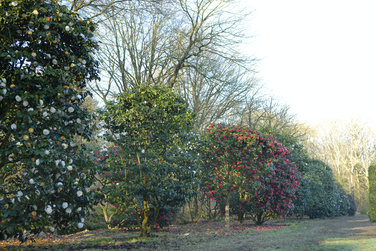 Domaine Des Rochettes Pepiniere A Nantes Grands Camellias Centenaires Domaine Des Rochettes Pepiniere A Nantes Grands Camellias Centenaires