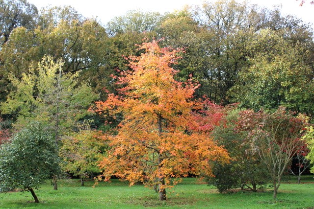 Domaine Des Rochettes Pepiniere A Nantes Thumbnail NYSSASNS1011 Copie