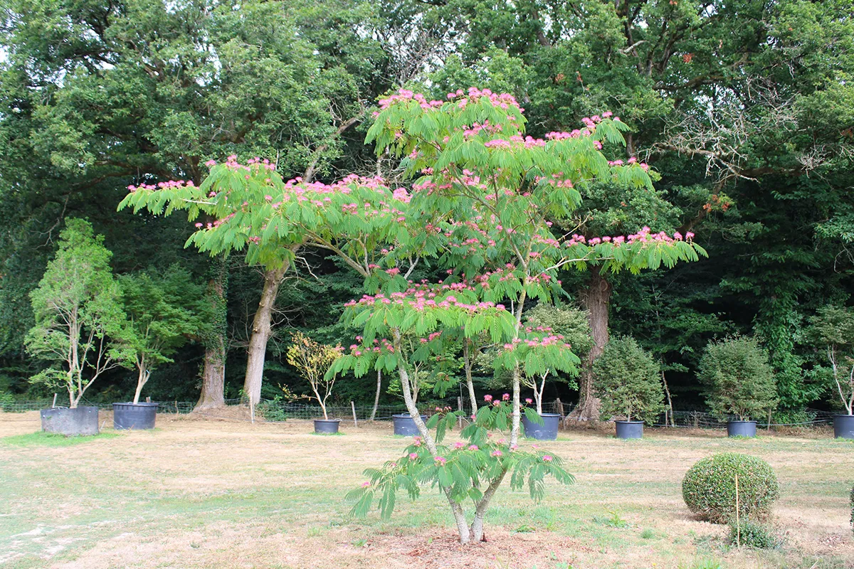 Domaine Des Rochettes Pepiniere A Nantes ALBIJUL011