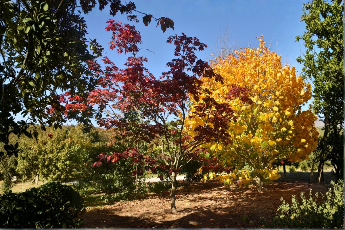 Domaine Des Rochettes Pepiniere A Nantes APACONITNE1