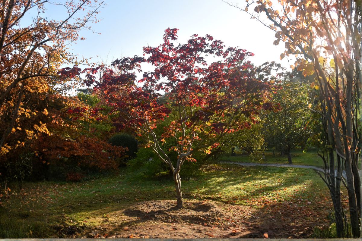 Domaine Des Rochettes Pepiniere A Nantes APACONITNE2