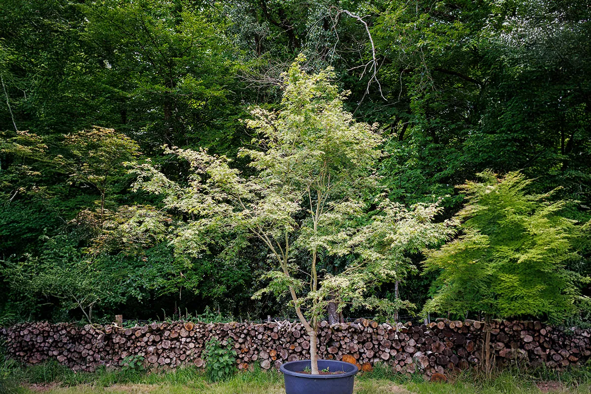 Domaine Des Rochettes Pepiniere A Nantes APFORETAIZUMI1