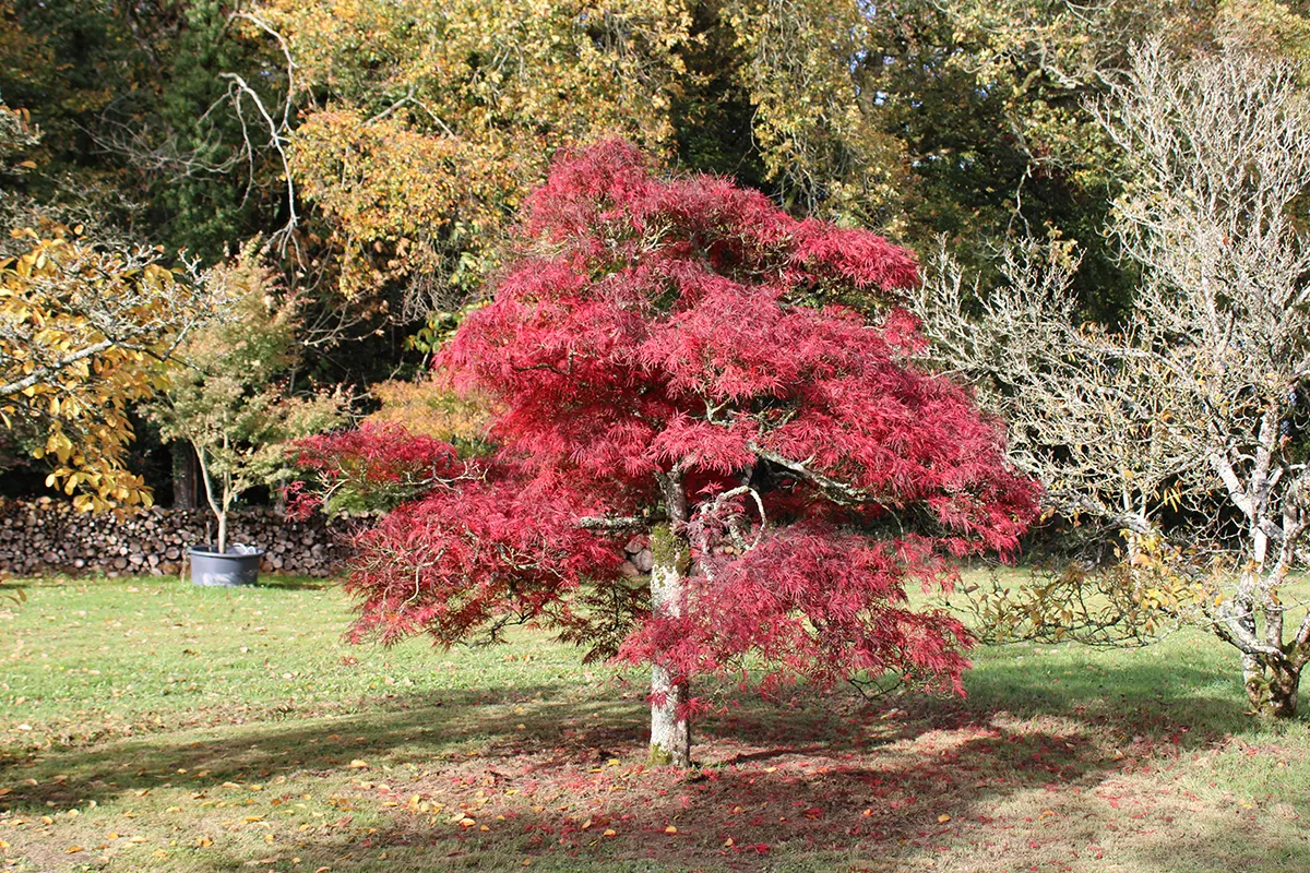 Domaine Des Rochettes Pepiniere A Nantes APGARNET4